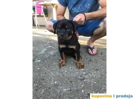 Rotvajler štenci - 1/5