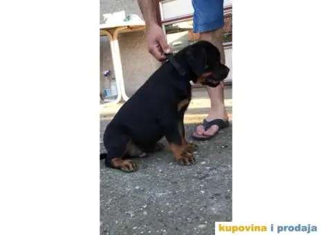 Rotvajler štenci - 2/5