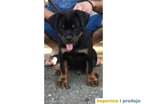 Rotvajler štenci - 3/5