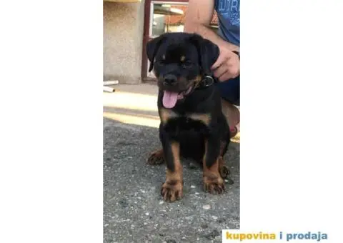 Rotvajler štenci - 4/5