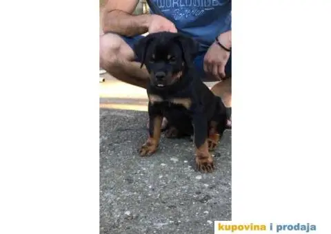 Rotvajler štenci - 5/5