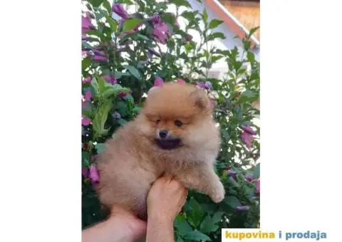 Odgajivačnica POMERANACA New Sentiment - 1/10