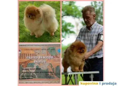 Odgajivačnica POMERANACA New Sentiment - 2/10