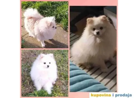 Odgajivačnica POMERANACA New Sentiment - 3/10