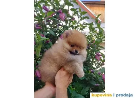 Odgajivačnica POMERANACA New Sentiment - 4/10