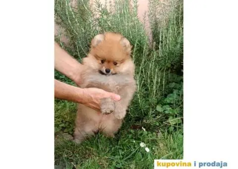 Odgajivačnica POMERANACA New Sentiment - 5/10