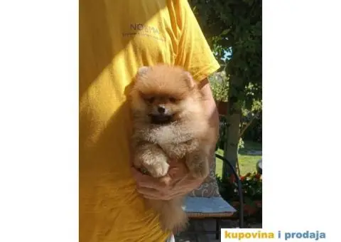 Odgajivačnica POMERANACA New Sentiment - 6/10