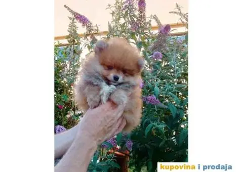 Odgajivačnica POMERANACA New Sentiment - 7/10