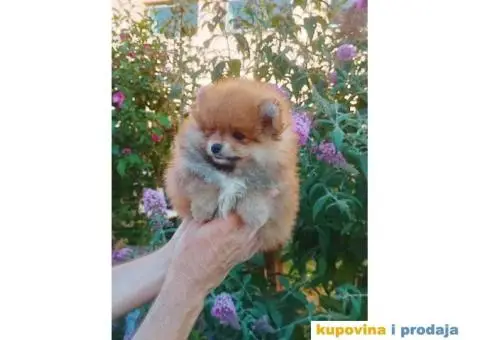 Odgajivačnica POMERANACA New Sentiment - 8/10