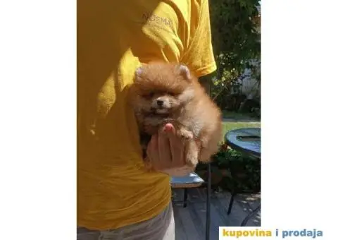 Odgajivačnica POMERANACA New Sentiment - 9/10