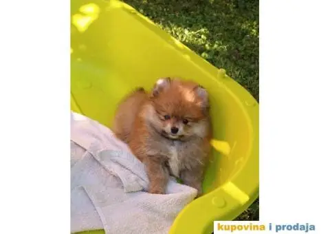 Odgajivačnica POMERANACA New Sentiment - 10/10