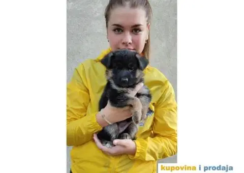 Nemacki Ovcar stenci - 1/7