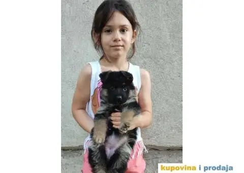 Nemacki Ovcar stenci - 2/7