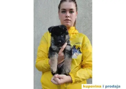 Nemacki Ovcar stenci - 3/7