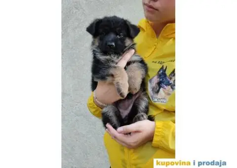 Nemacki Ovcar stenci - 4/7