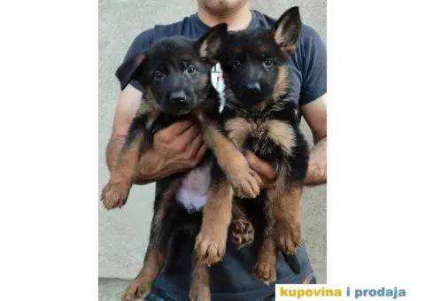 Nemacki Ovcar stenci - 5/7