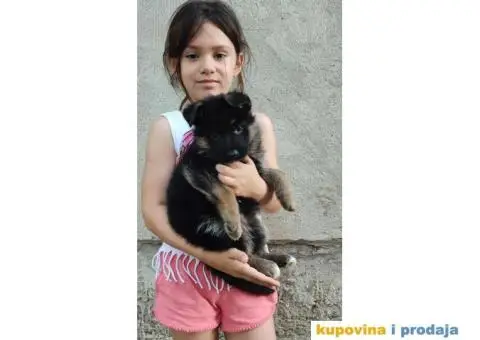 Nemacki Ovcar stenci - 6/7