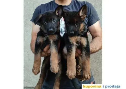 Nemacki Ovcar stenci - 7/7