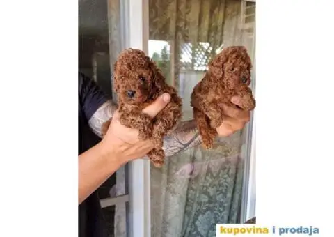 TOY PUDLE, crvene,  spremne za preuzimanje. - 1/7