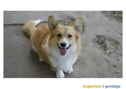 Velski korgi pembrok - 1/4