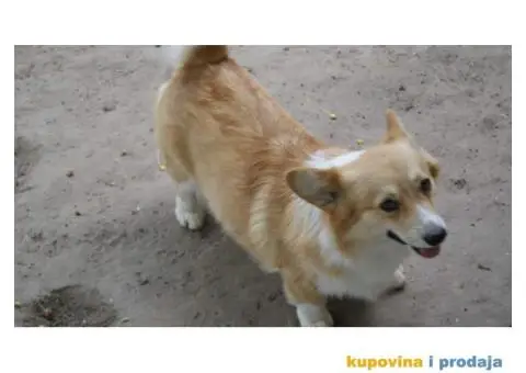 Velski korgi pembrok - 2/4