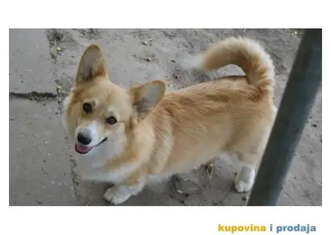 Velski korgi pembrok - 3/4