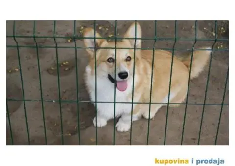 Velski korgi pembrok - 4/4