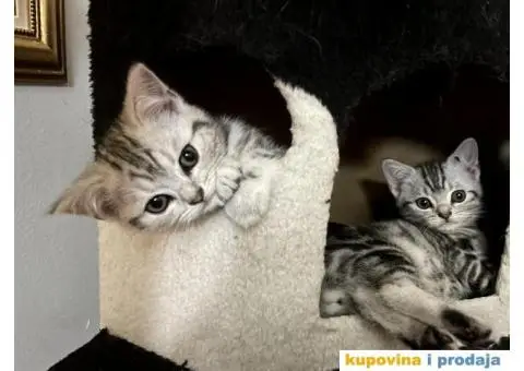 Britanski kratkodlaki mačici - 1/7