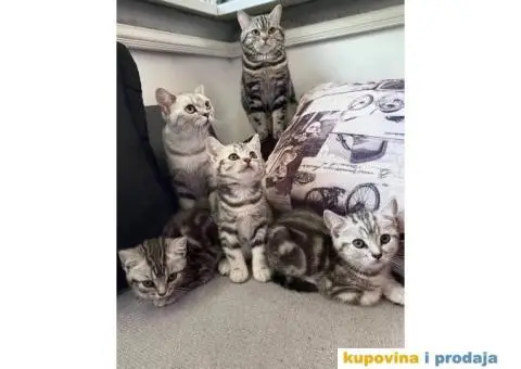 Britanski kratkodlaki mačici - 2/7