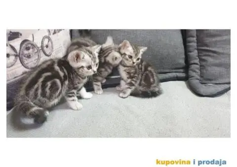 Britanski kratkodlaki mačici - 3/7