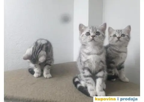 Britanski kratkodlaki mačici - 4/7