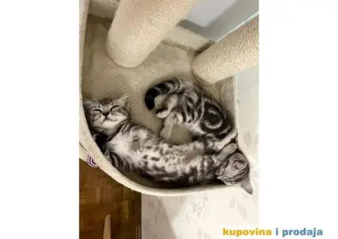 Britanski kratkodlaki mačici - 5/7