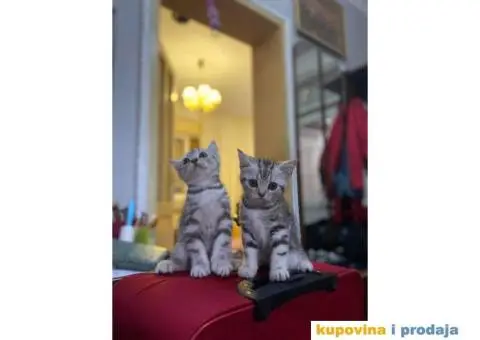 Britanski kratkodlaki mačici - 6/7