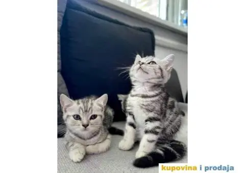 Britanski kratkodlaki mačici - 7/7