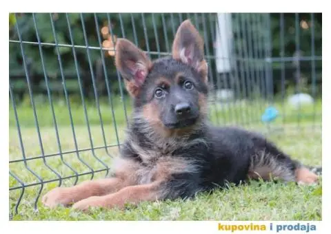 Nemacki Ovcar stenci - 1/10