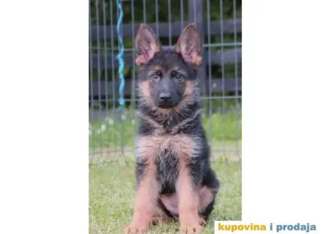 Nemacki Ovcar stenci - 2/10