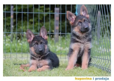 Nemacki Ovcar stenci - 3/10