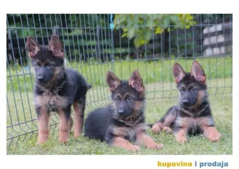 Nemacki Ovcar stenci - 4/10