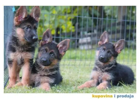 Nemacki Ovcar stenci - 5/10