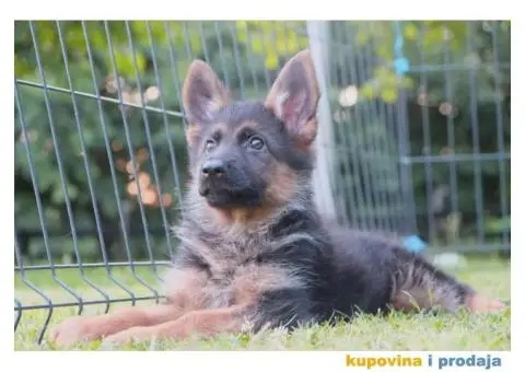 Nemacki Ovcar stenci - 6/10