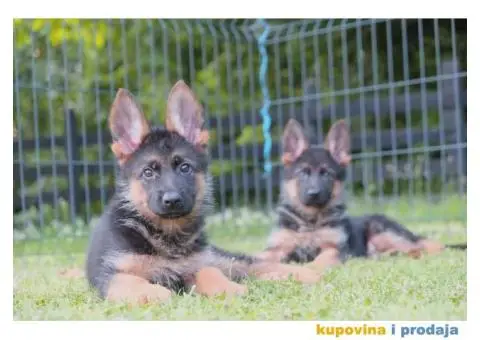 Nemacki Ovcar stenci - 7/10