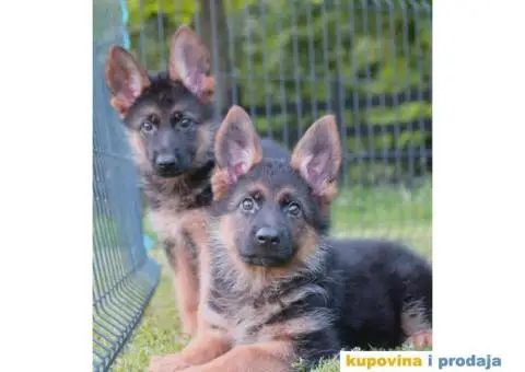 Nemacki Ovcar stenci - 8/10