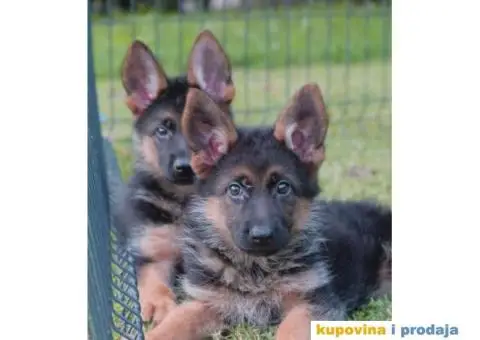 Nemacki Ovcar stenci - 9/10