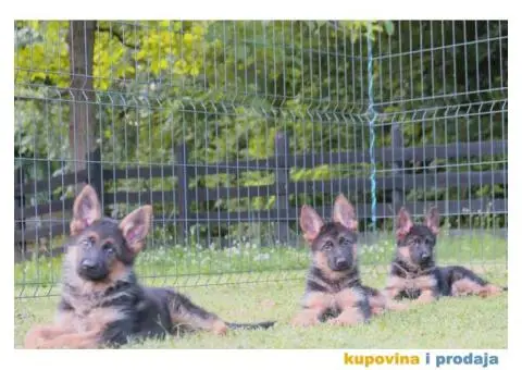 Nemacki Ovcar stenci - 10/10