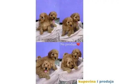 Patuljasta pudla - 1/4