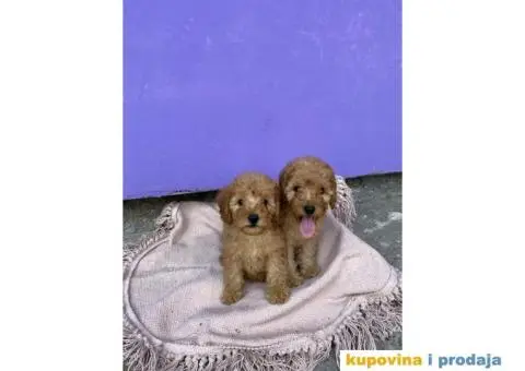 Patuljasta pudla - 2/4