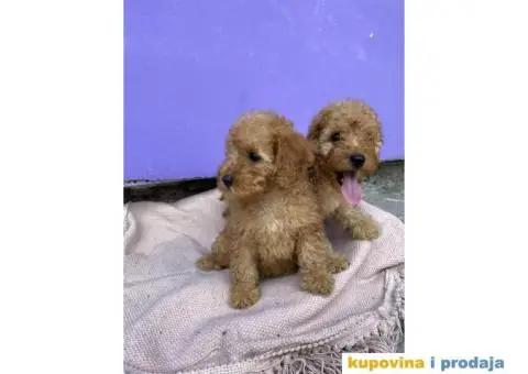 Patuljasta pudla - 3/4