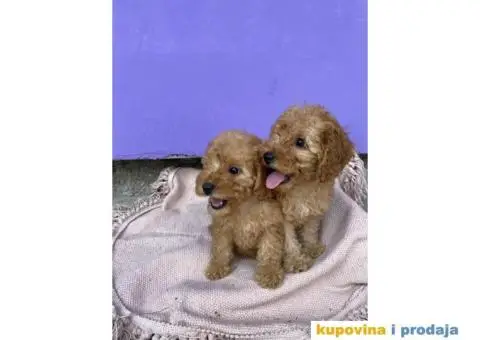 Patuljasta pudla - 4/4