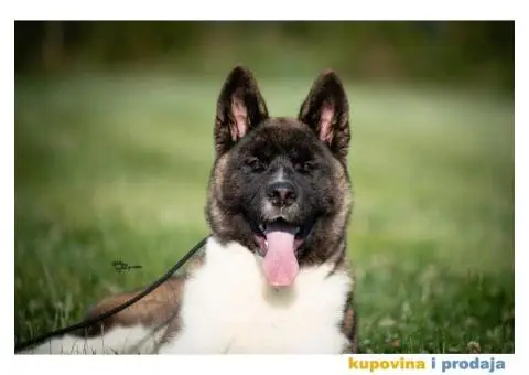 Američka Akita - 1/11