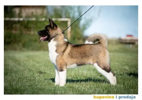 Američka Akita - 2/11
